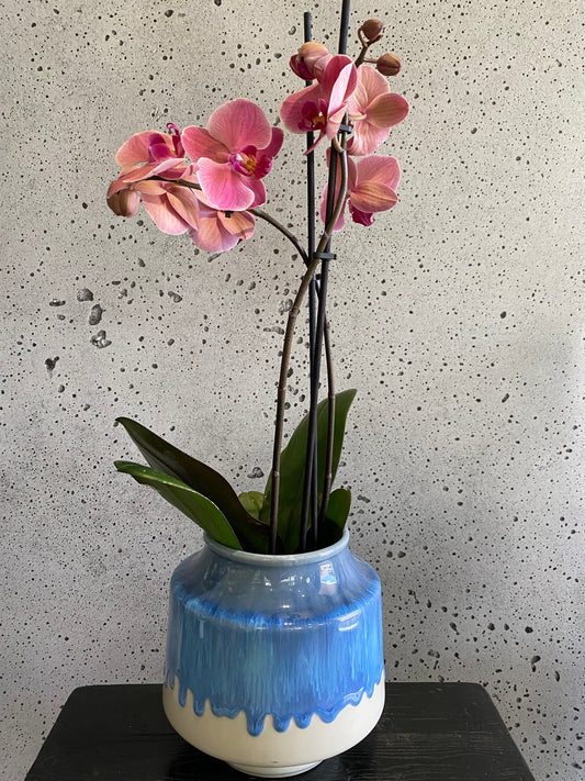 Retro Orchid Set