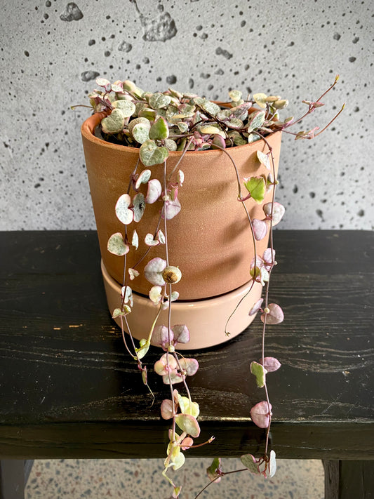 Variegated Chain of Hearts