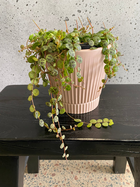 String of Turtles