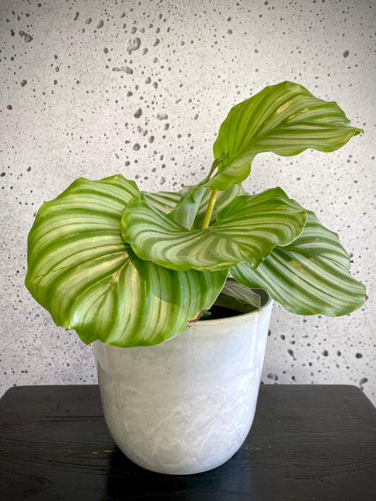 Calathea Orbifolia Small