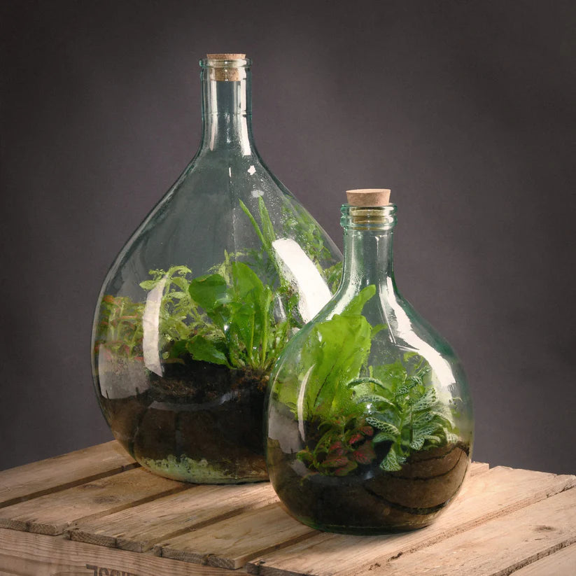 Terrarium Bottle 5L