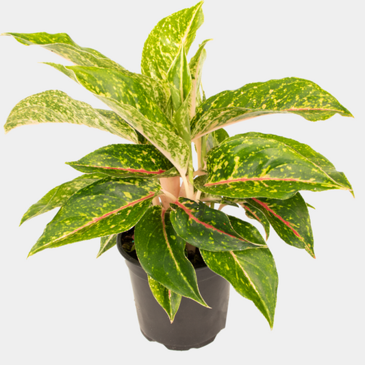 Aglaonema Night Sparkle