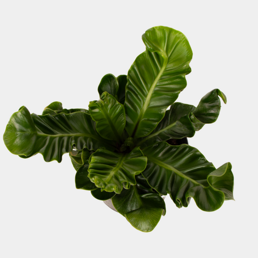 Asplenium Nidus Cobra (coming soon)