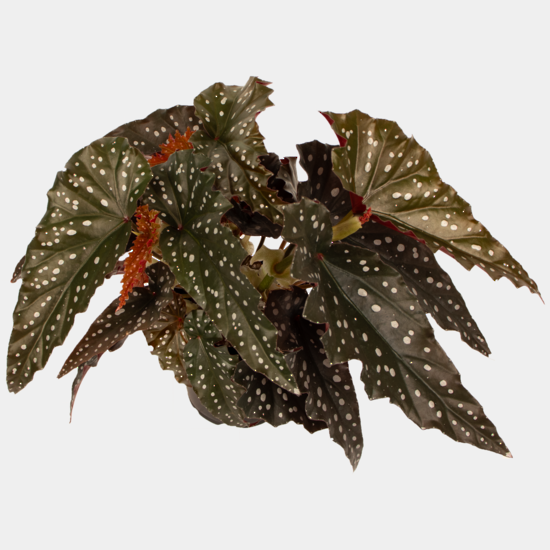 Begonia Black Forest 14 CM