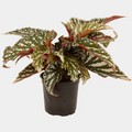 Begonia Bohemian Forest 14 CM