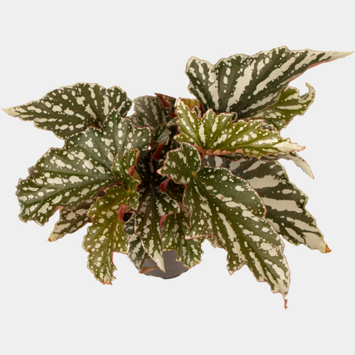 Begonia Bohemian Forest 14 CM