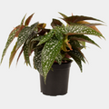 Begonia (3 types)