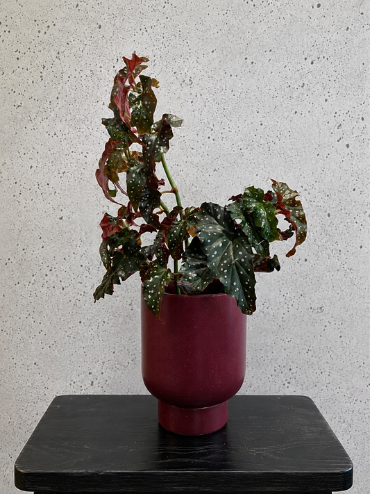 Begonia Comet Set