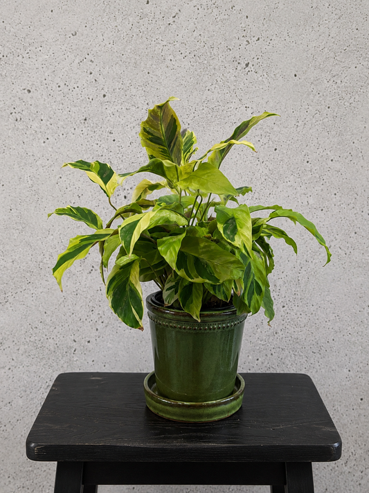Calathea Fusion Yellow Set