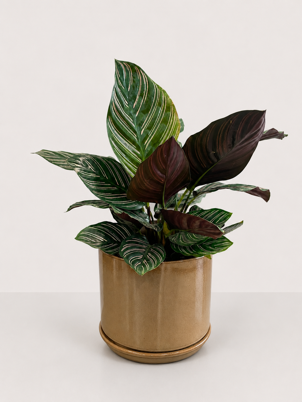 A potted Calathea plant with green and dark burgundy variegated leaves, housed in a matte tan ceramic pot with a matching saucer, set against a plain light gray background.