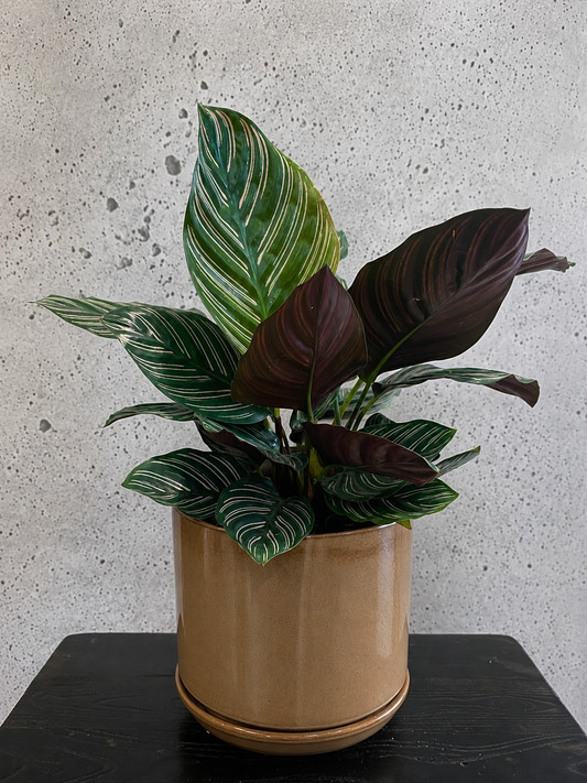 Calathea Ornata Set
