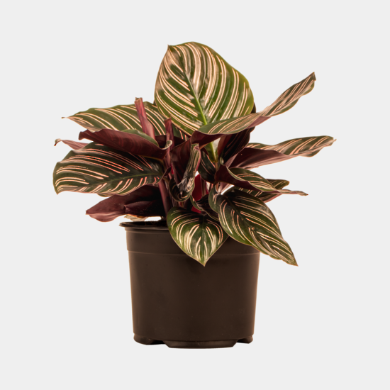 Calathea Ornata 14 CM