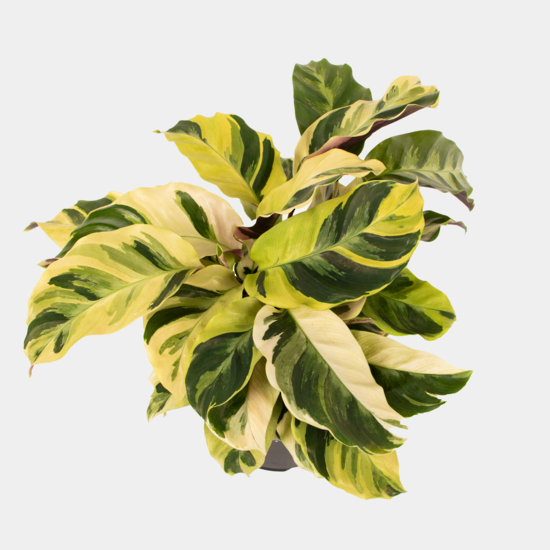 Calathea Fusion Yellow 14 CM