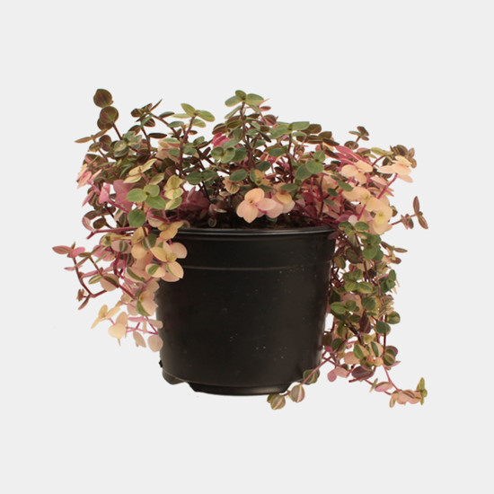 Callisia Sweet Bubbles 14CM