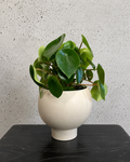 Coin Plant Orbit Set