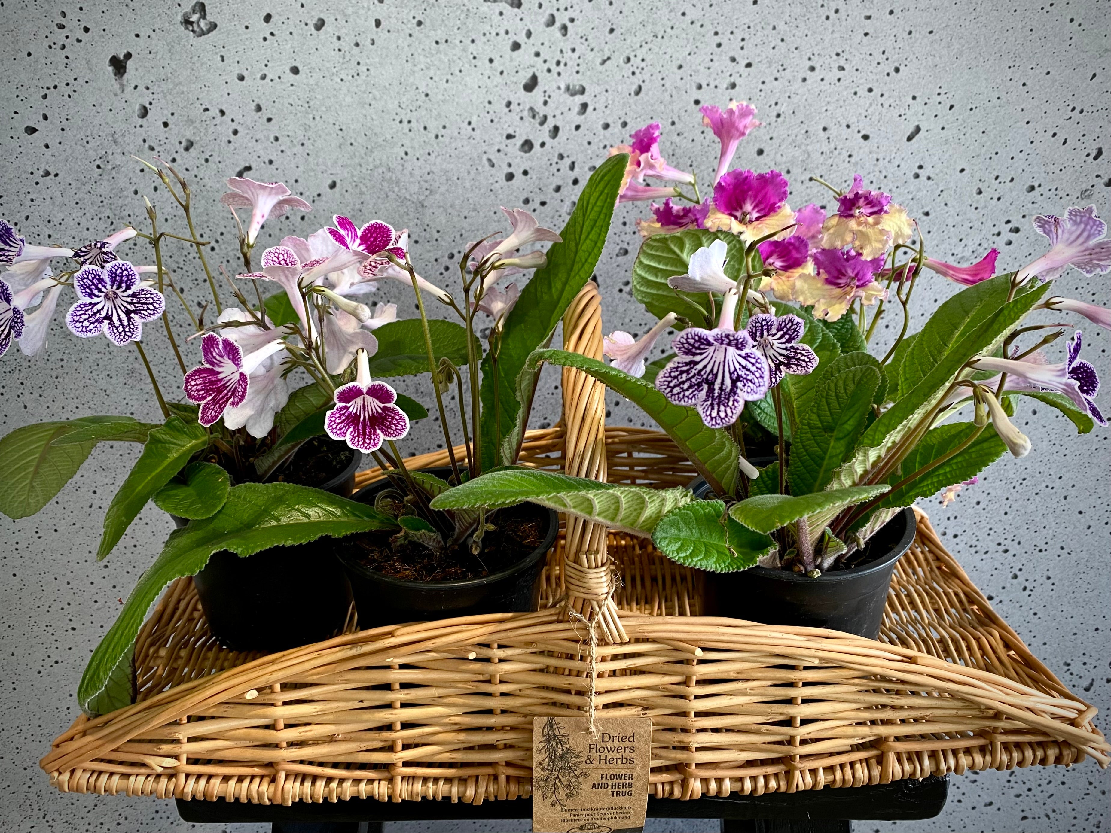 Cape Primrose