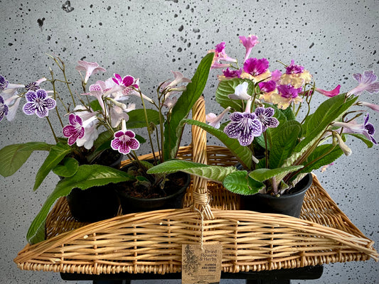 Cape Primrose