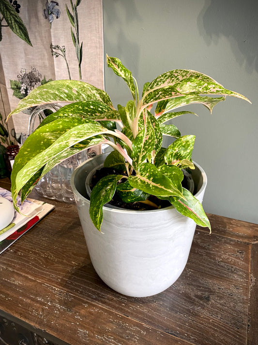 Chinese Evergreen Palemo Set (Large)