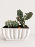 A potted cactus arrangement in a white ribbed ceramic planter, photographed against a clean white background.