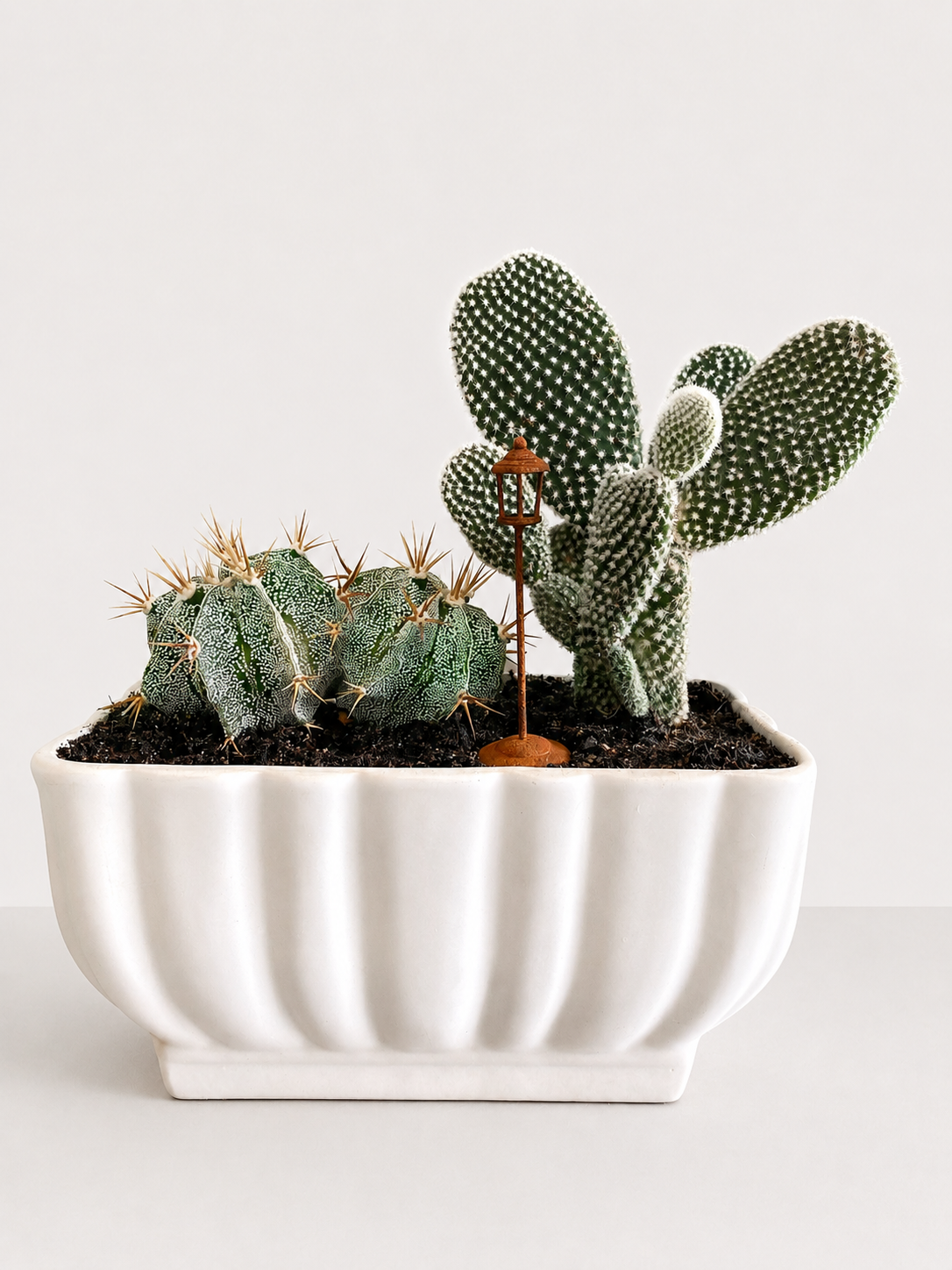 A potted cactus arrangement in a white ribbed ceramic planter, photographed against a clean white background.