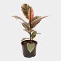 Ficus elastica Ruby 16 CM