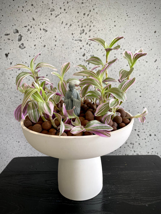 Tradescantia Plant Set