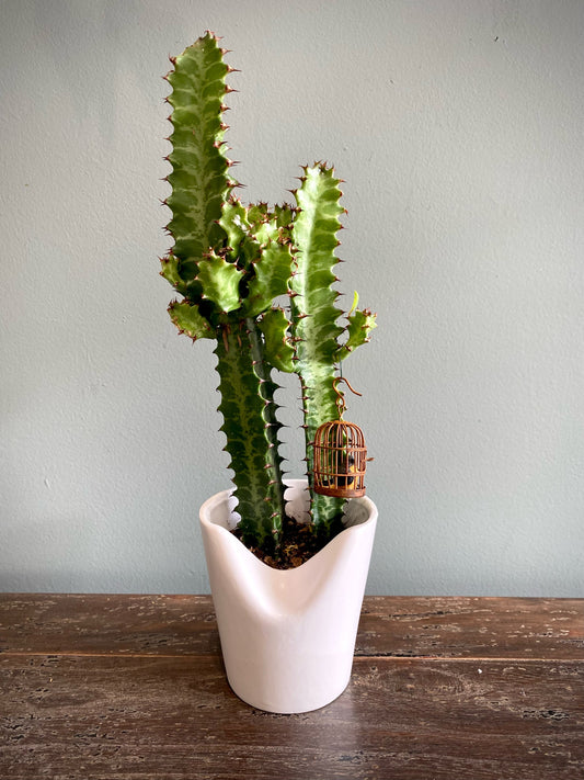 African Milk Tree w/ Birdcage