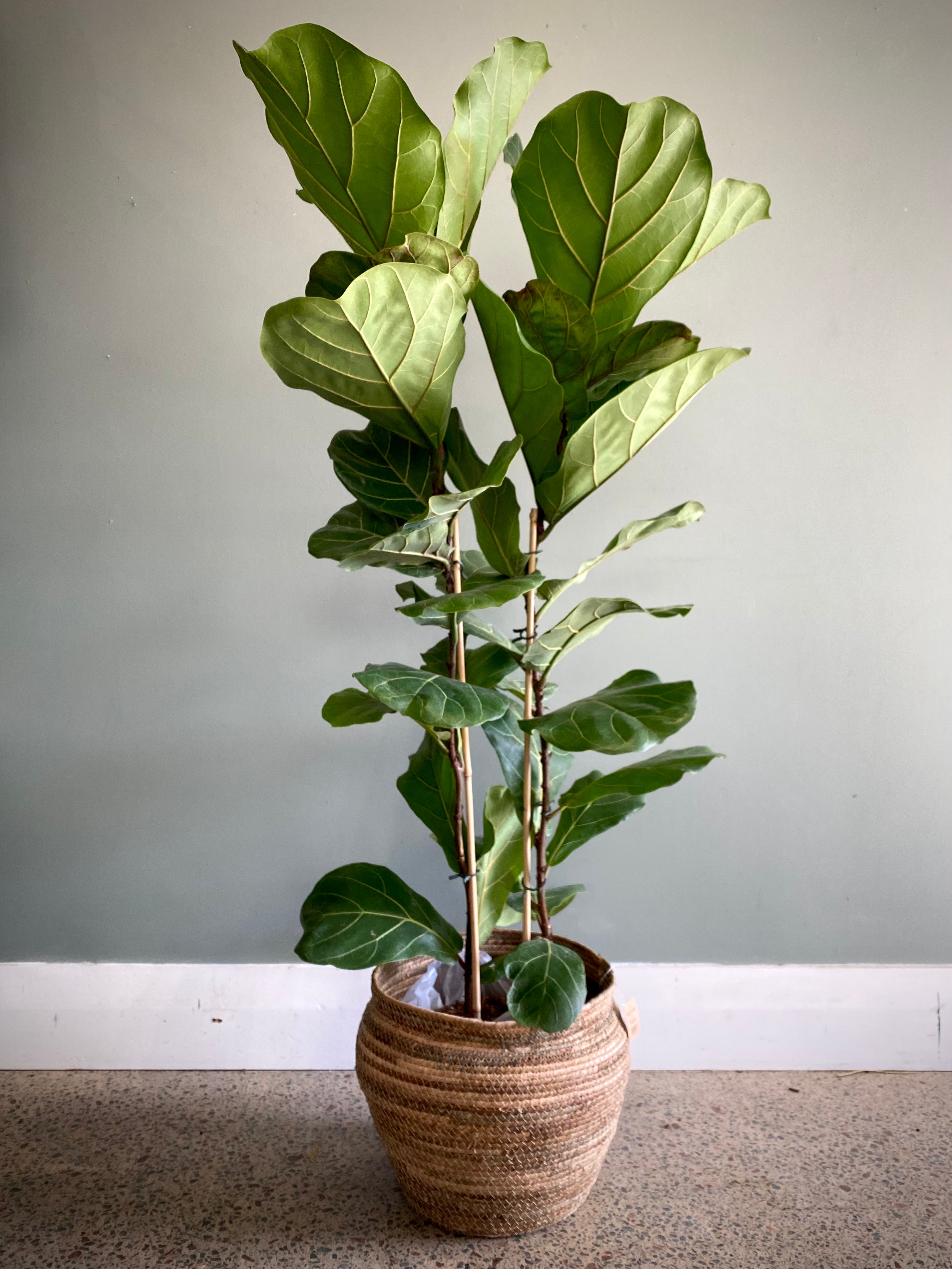 Fiddle-Leaf Fig