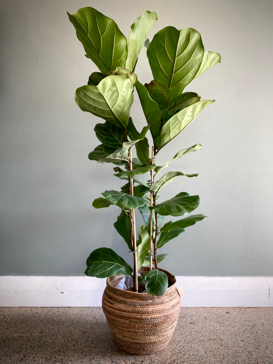 Fiddle-leaf (Large)
