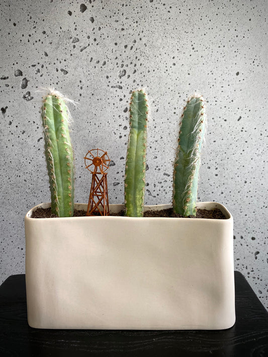 Cacti Set