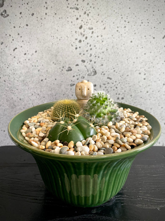 3 Cacti Plant Set