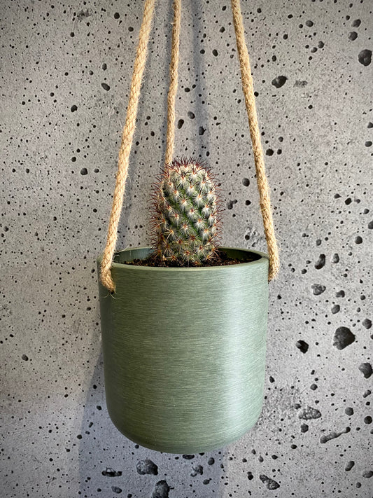 Austin cacti set