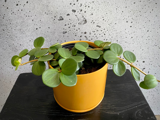 Peperomia Hope