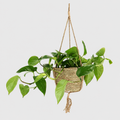 Indoor Hanging Basket