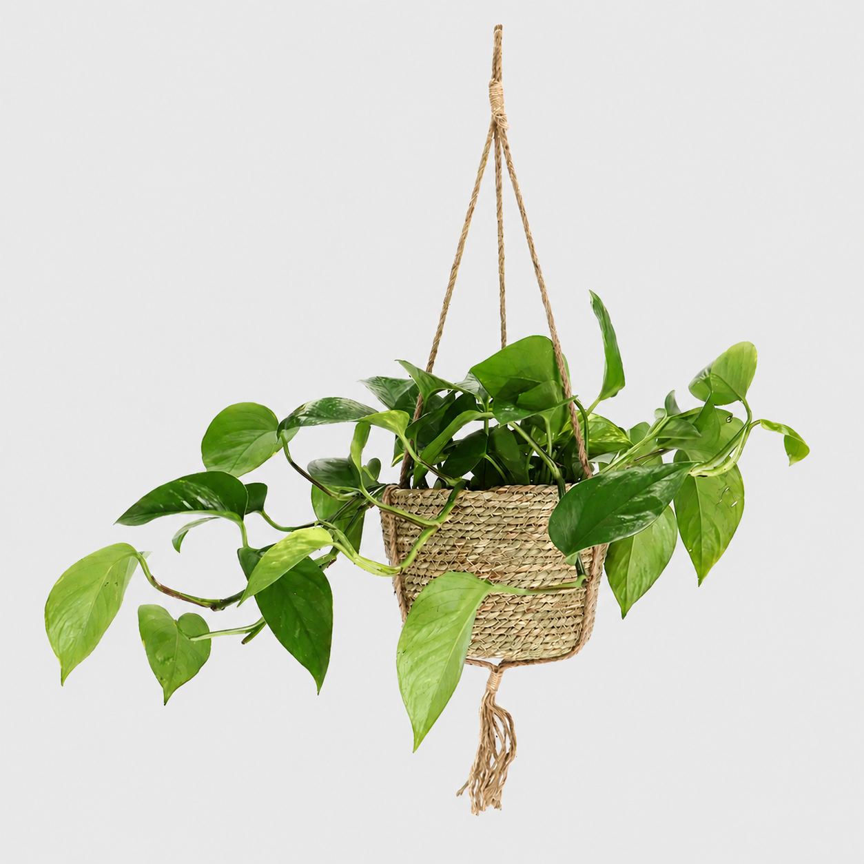 Indoor Hanging Basket