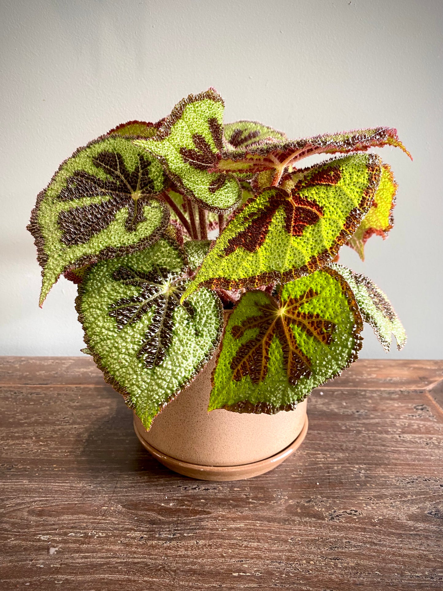 Iron Cross Begonia Set
