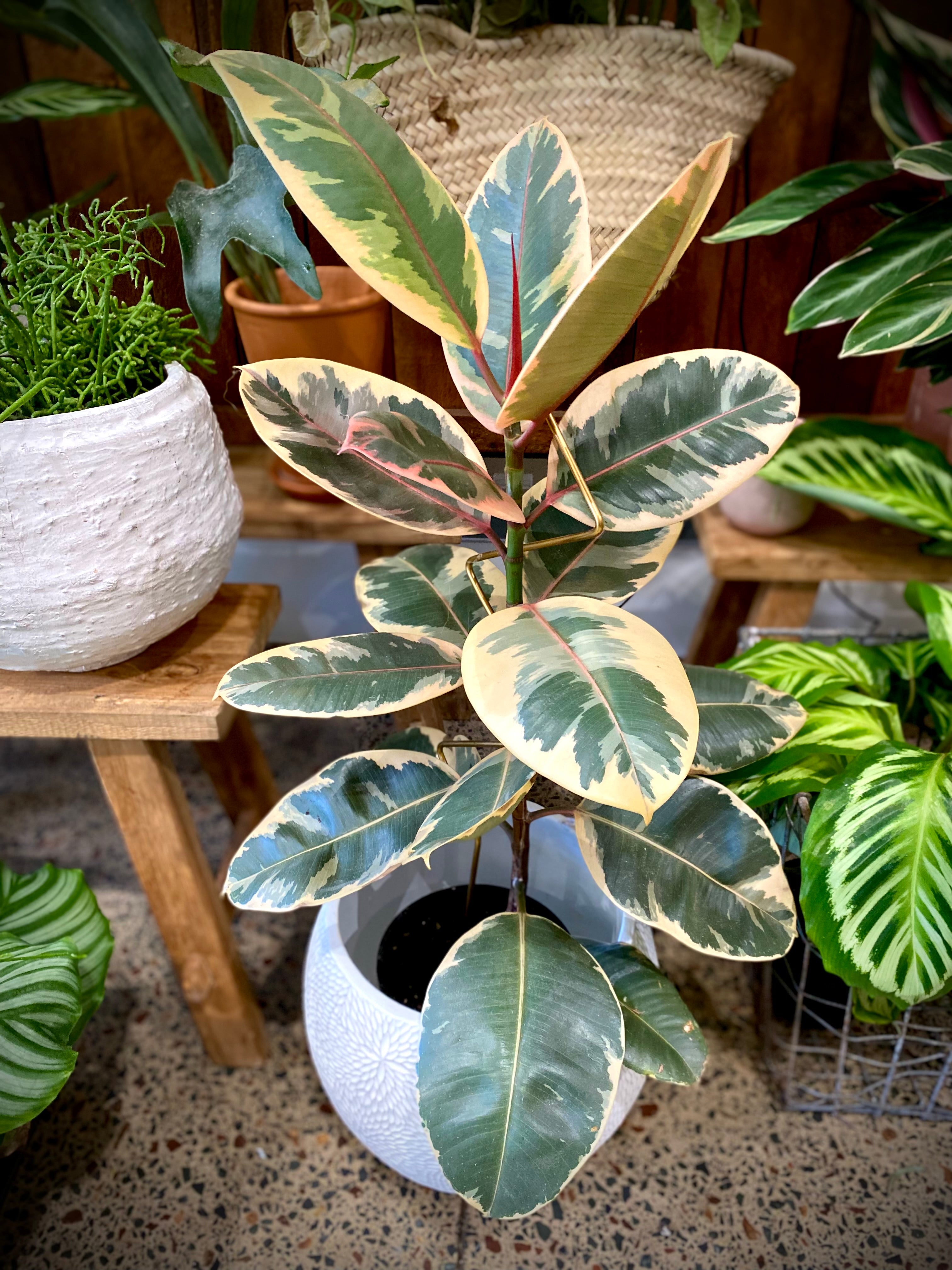 14” Rubber Plant - Ficus Elastica Tineke – Sunday Blooms