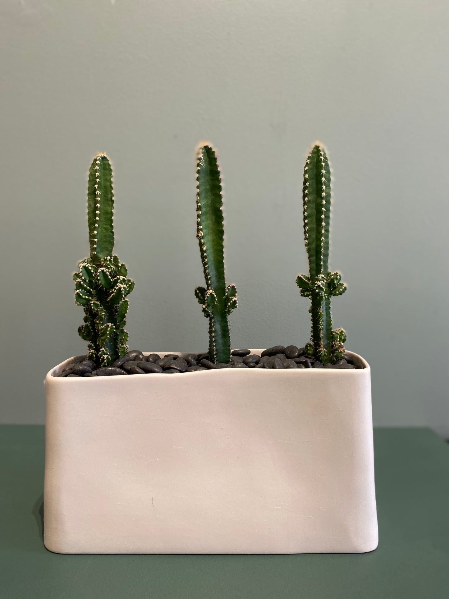 Cacti Set