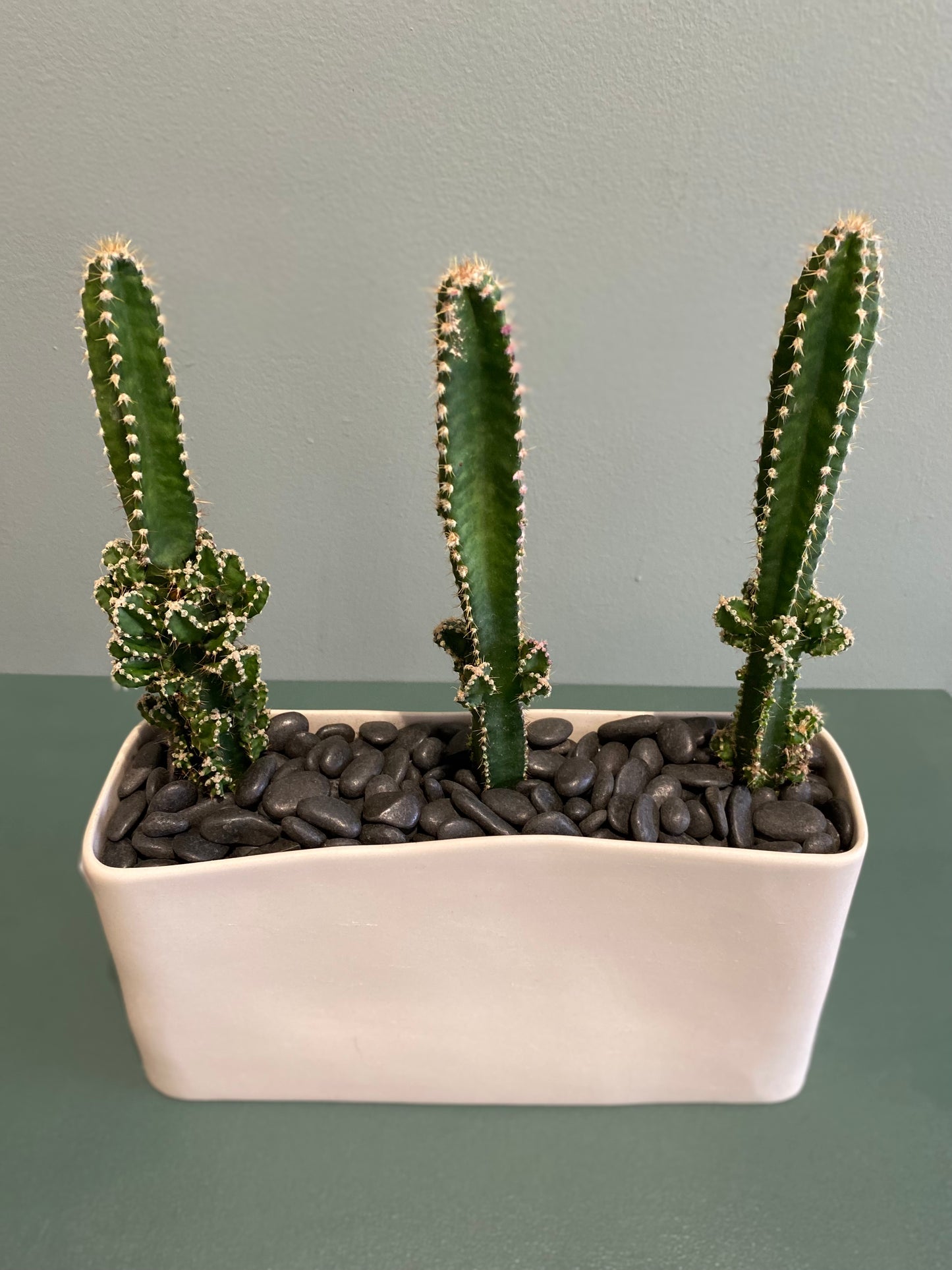 Cacti Set