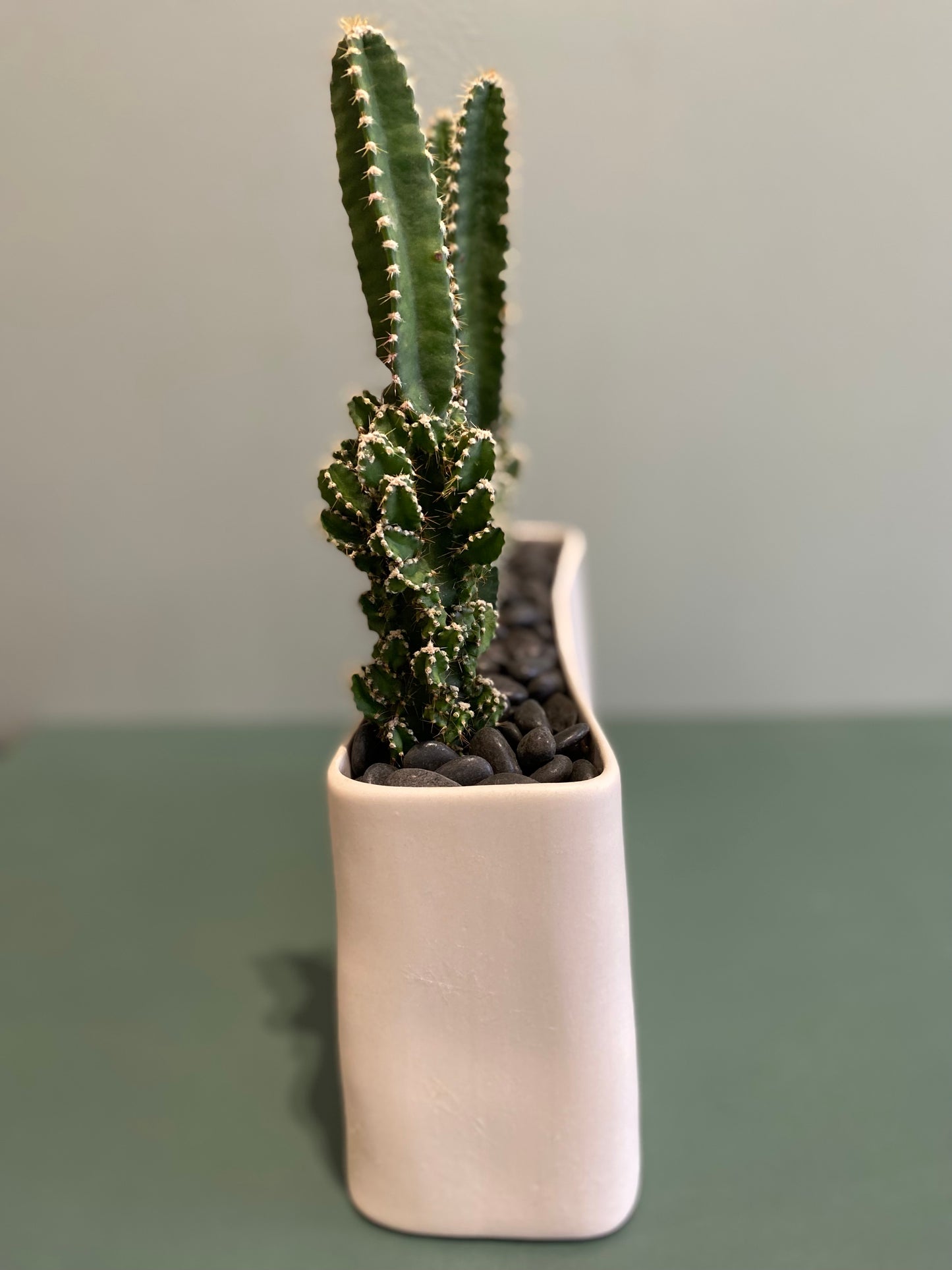 Cacti Set