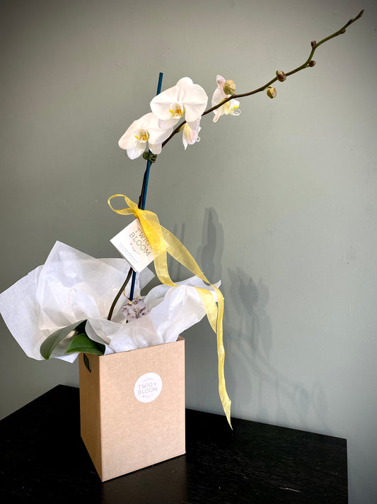 Large Phalaenopsis Orchid White