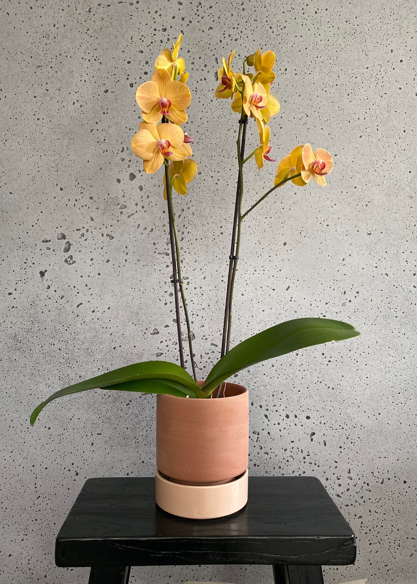 Orange Phalaenopsis orchid house plant in a rustic cover pot