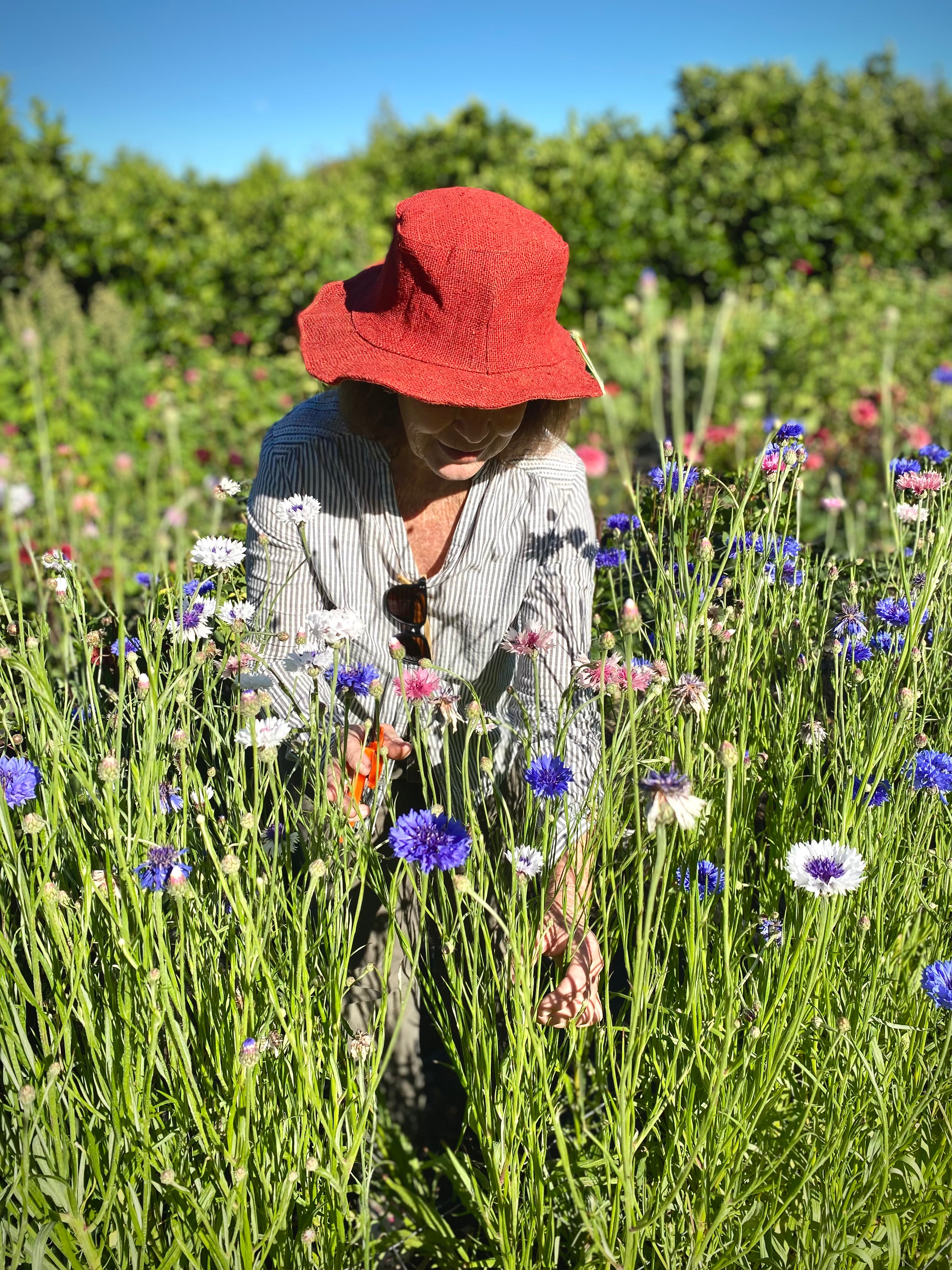 Cherry in a field of cornflowers