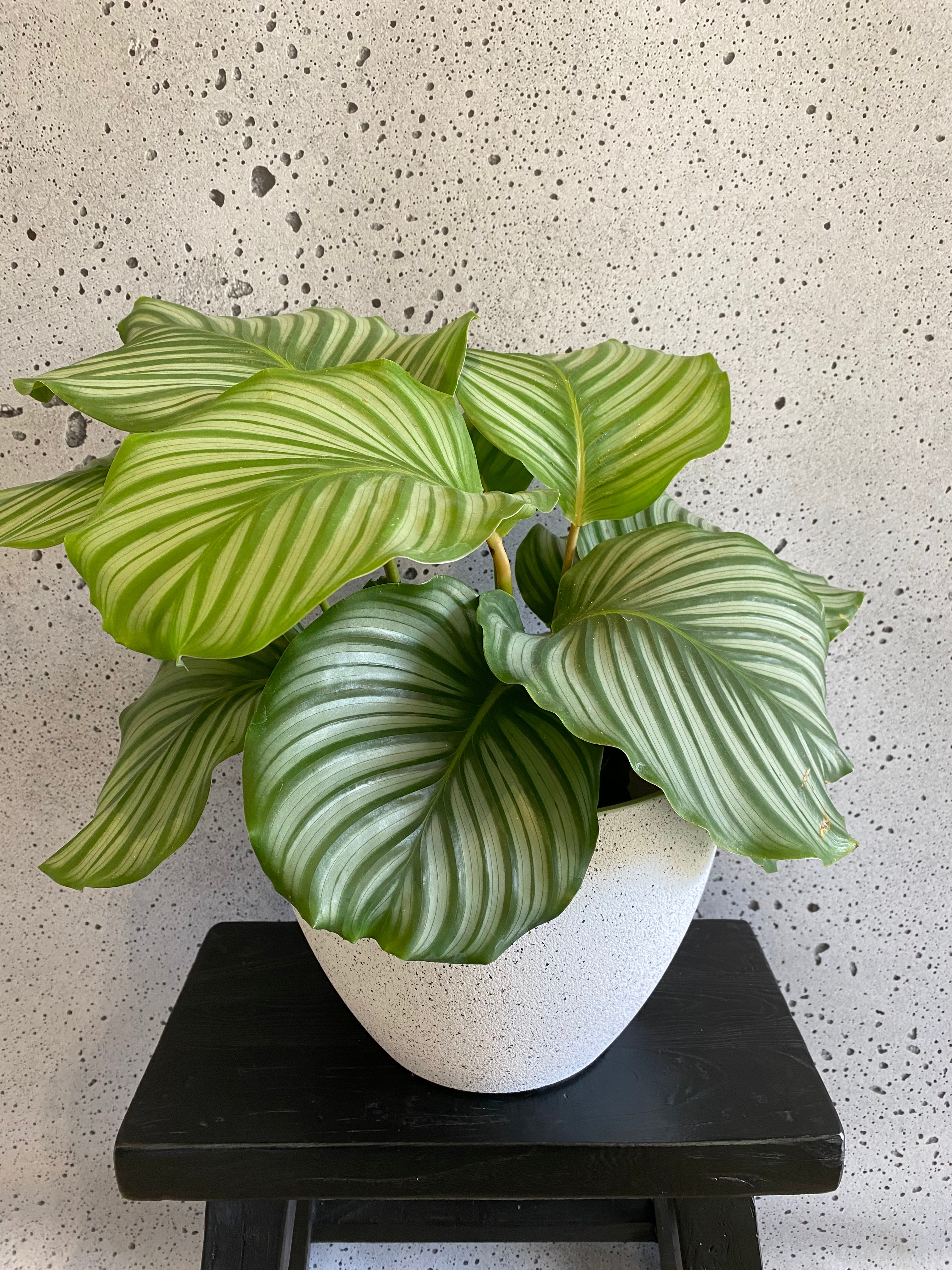 Calathea Orbifolia 14 CM