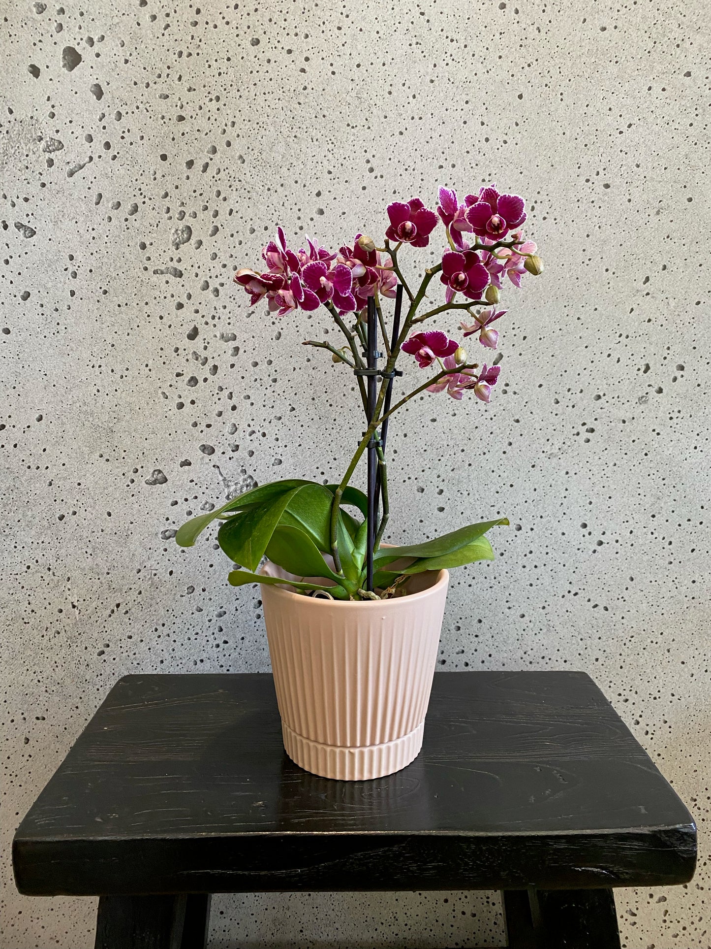 Phalaenopsis orchid mini