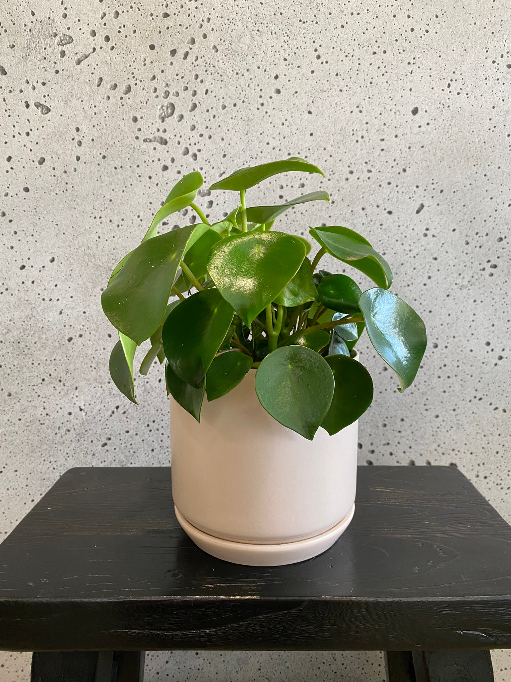 Coin Plant Oslo Set