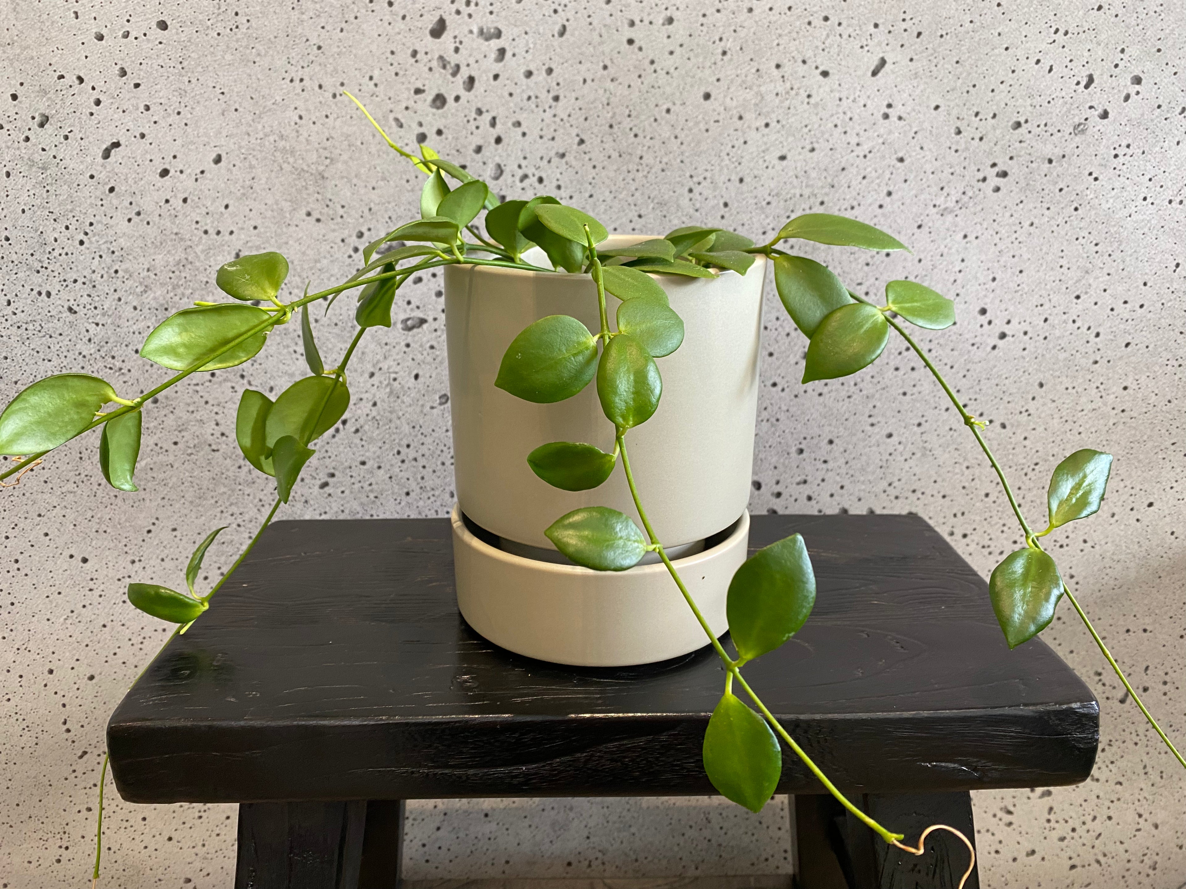 Wax plant