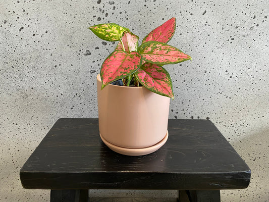 Aglaonema Favonia