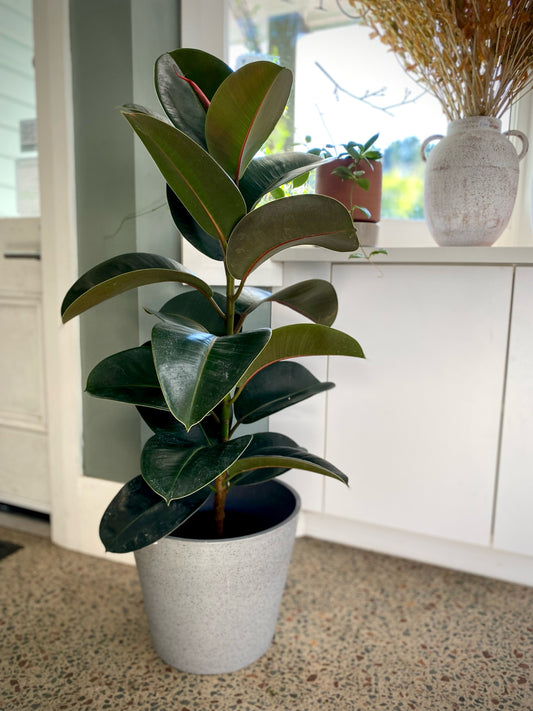 Rubber tree XL