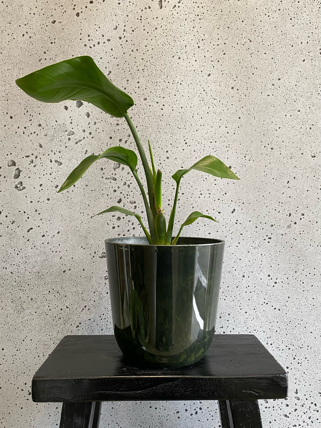 Bird of Paradise Set (Small)